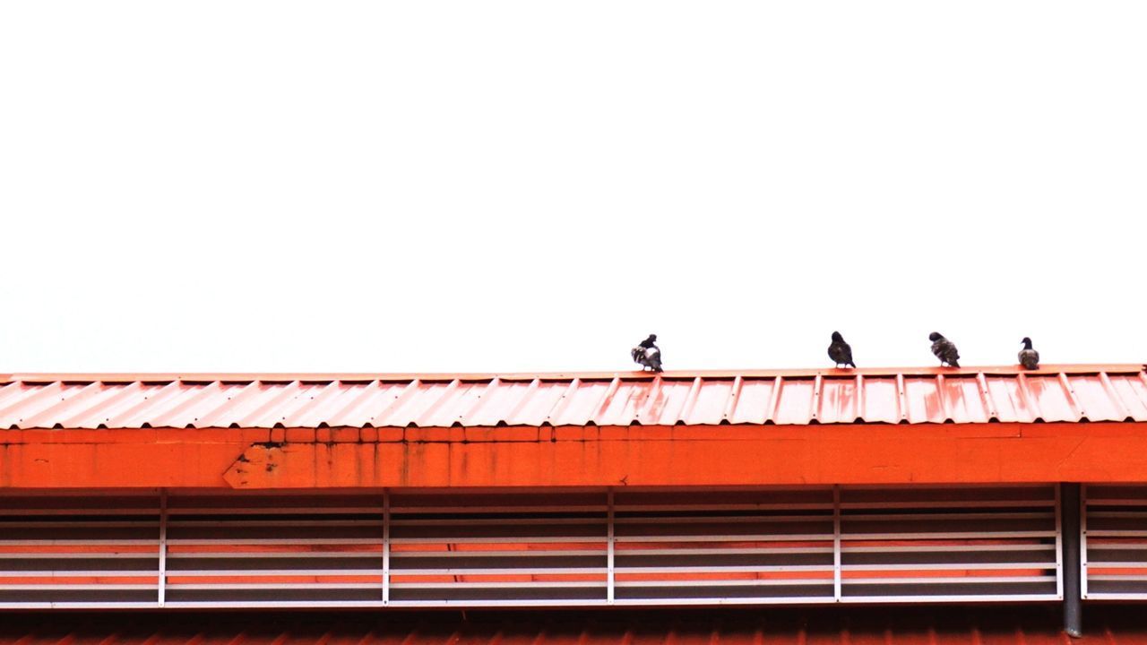 BIRDS PERCHING ON ROOF AGAINST CLEAR SKY