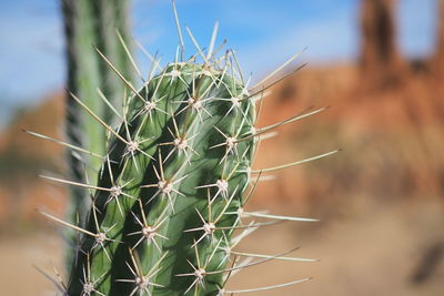 Close-up of prickly pear cactus