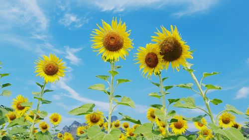 Close-up of sunflowers on flowering plant against sky
