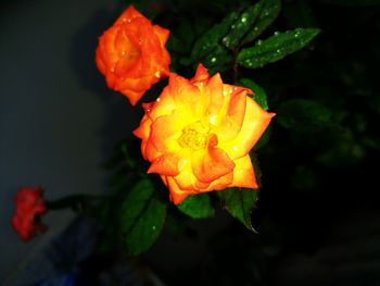 Close-up of yellow flower blooming outdoors