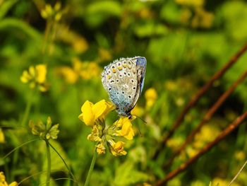 Close-up of butterfly pollinating on flower