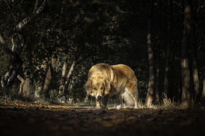 Focus dog looking at camera, aura of mystery, dog standing in the forest, lioness running on field