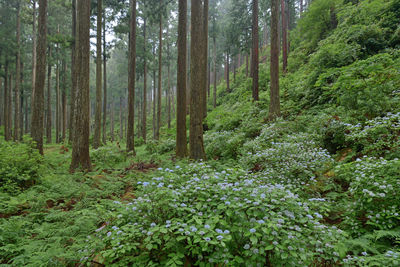 View of trees in forest