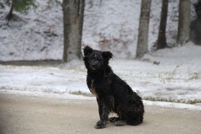 Full length of dog on against winter forest