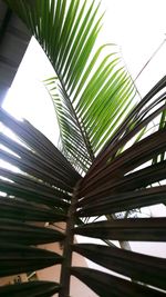 Low angle view of palm trees