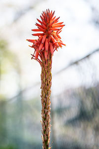 Close-up of red flowering plant