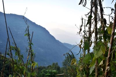 Plants growing on land against sky