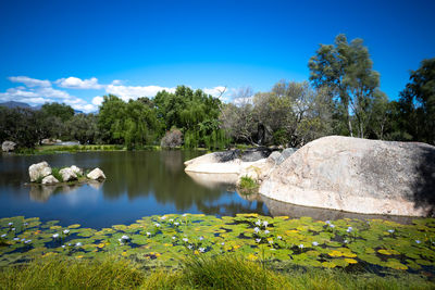 A lake in stellenbosch, the vineyards and wine region near cape town, southafrica