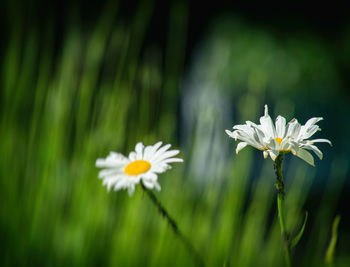 Close-up of white daisy flowers