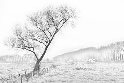 Bare tree on field against clear sky