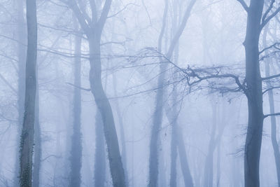 Bare trees in forest during winter