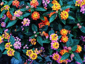 Close-up of multi colored flowers blooming outdoors