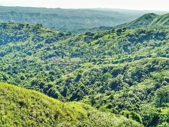 High angle view of plants growing on land