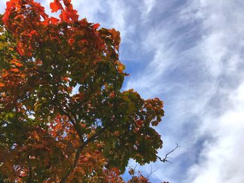 Low angle view of tree against sky