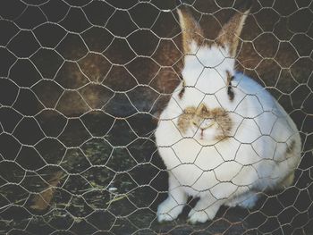 Full frame shot of a hare 