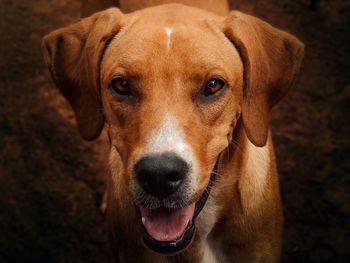 Close-up portrait of dog