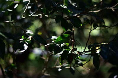 Close-up of plant