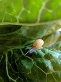 Close-up of snail on leaves