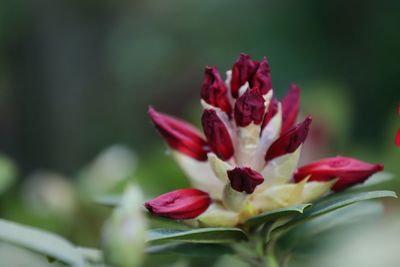 Red blossom of rhododendron