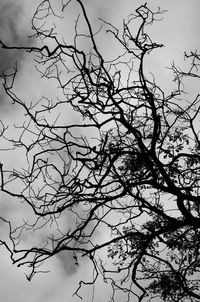 Low angle view of silhouette bare tree against sky