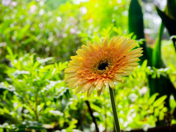 Close-up of yellow flower