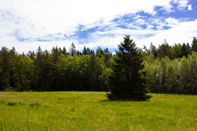 Scenic view of pine trees on field against sky