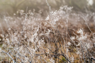 Close-up of dry plants on field