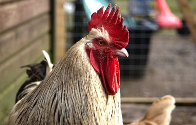 Close-up of rooster