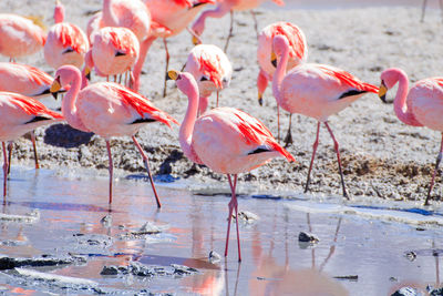 flamingo