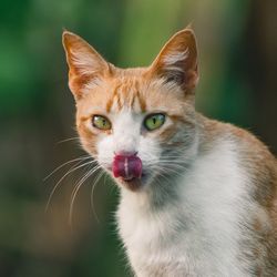 Close-up portrait of cat