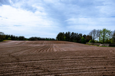 Scenic view of agricultural field against sky