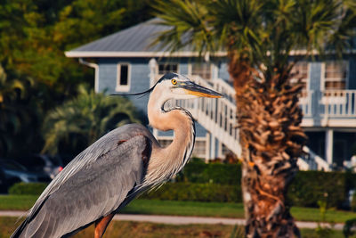 View of gray heron on palm tree