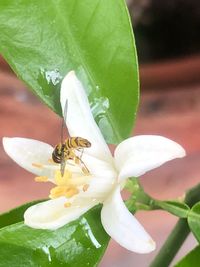 Close-up of insect on flower