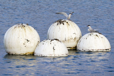 Terns rusty metal in sea