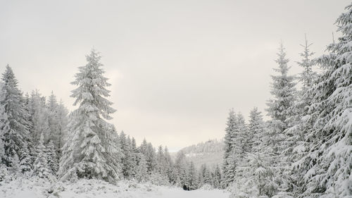 Pine trees in forest during winter