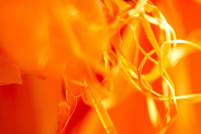 Detail shot of orange flower