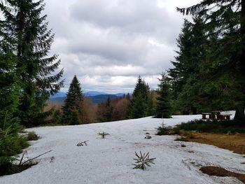 Pine trees on snowcapped mountains against sky
