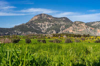 Scenic view of agricultural field against sky