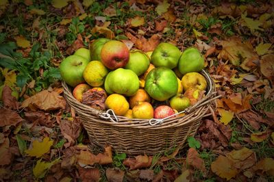 High angle view of apples in basket