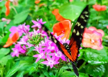 Close-up of insect on flowers