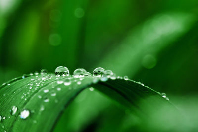 Close-up of water drops on green leaves during rainy season