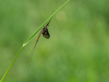 Green drake mayfly ephemera danica male in spring with greengrass field background