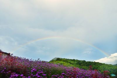 Scenic view of rainbow against cloudy sky