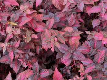 Full frame shot of pink flowering plants