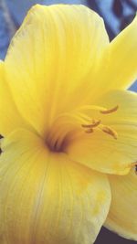 Close-up of yellow flower