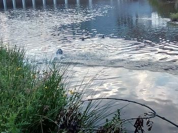 High angle view of bird in lake