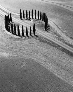 High angle view of zebra crossing on field