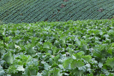 Full frame shot of fresh green field