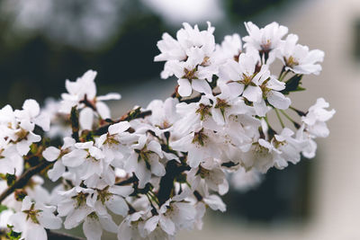 Close-up of white cherry blossoms in spring