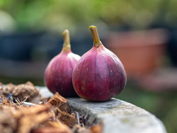 Close-up of fruits on wood